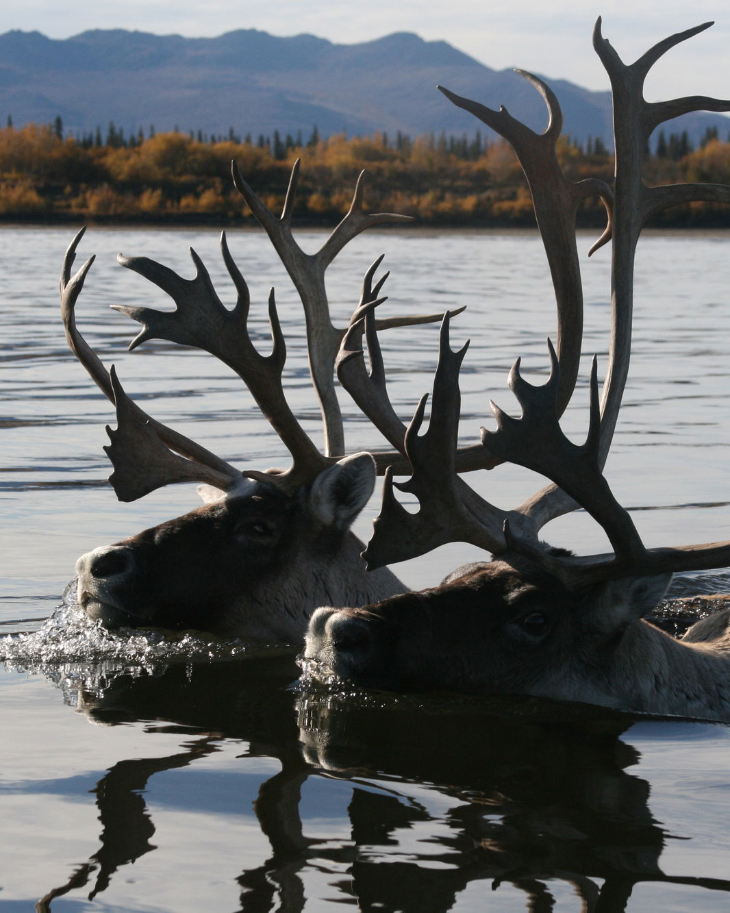 Two bull caribou of the Western Arctic Herd swimming across the Kobuk River during fall migration in Kobuk Valley National Park. Photo Kyle Joly, National Park Service.