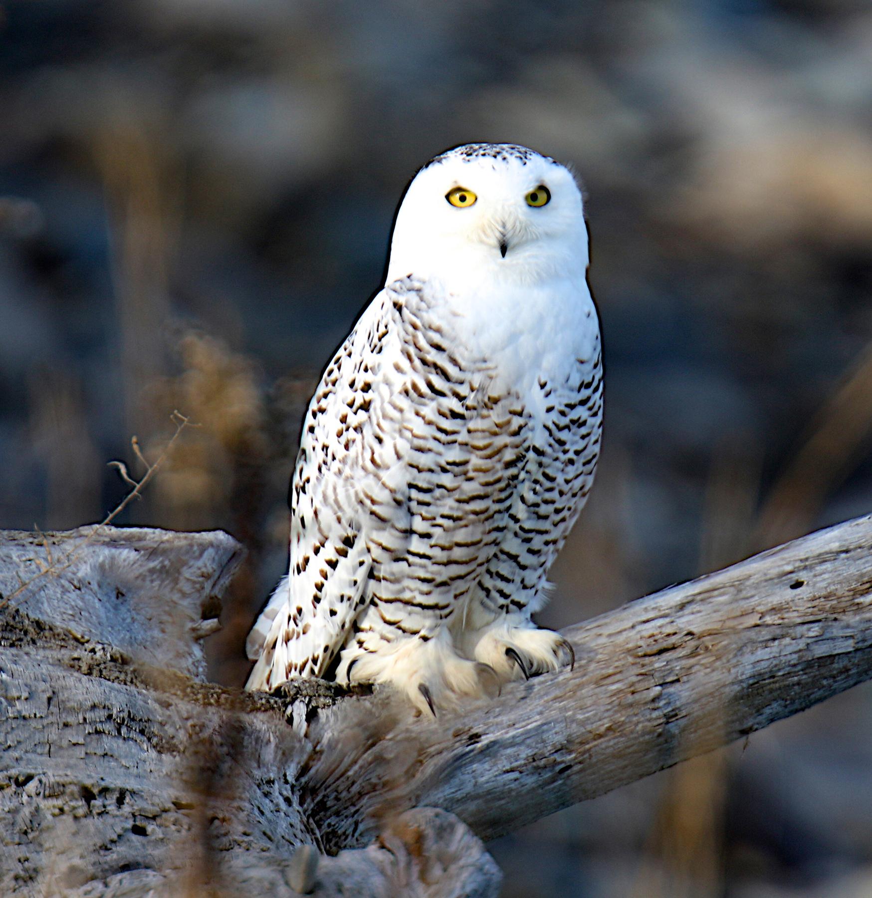 Snowy Owl