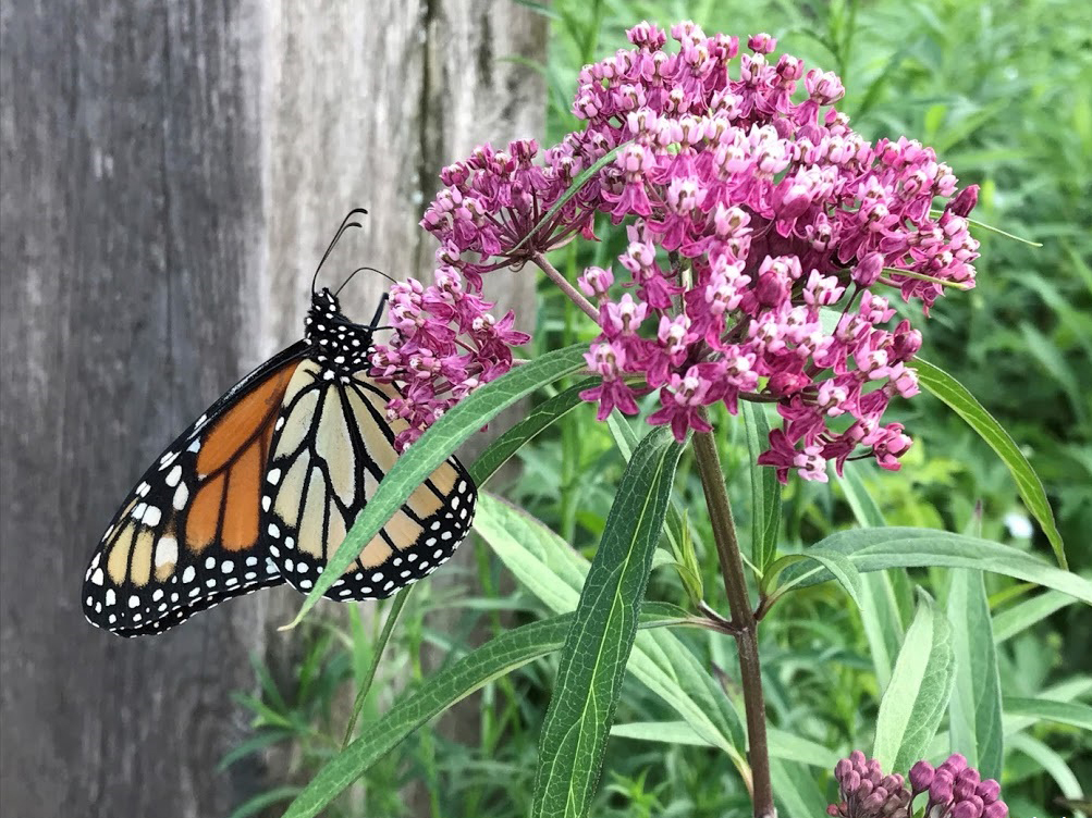 A Monarch On Milkweed