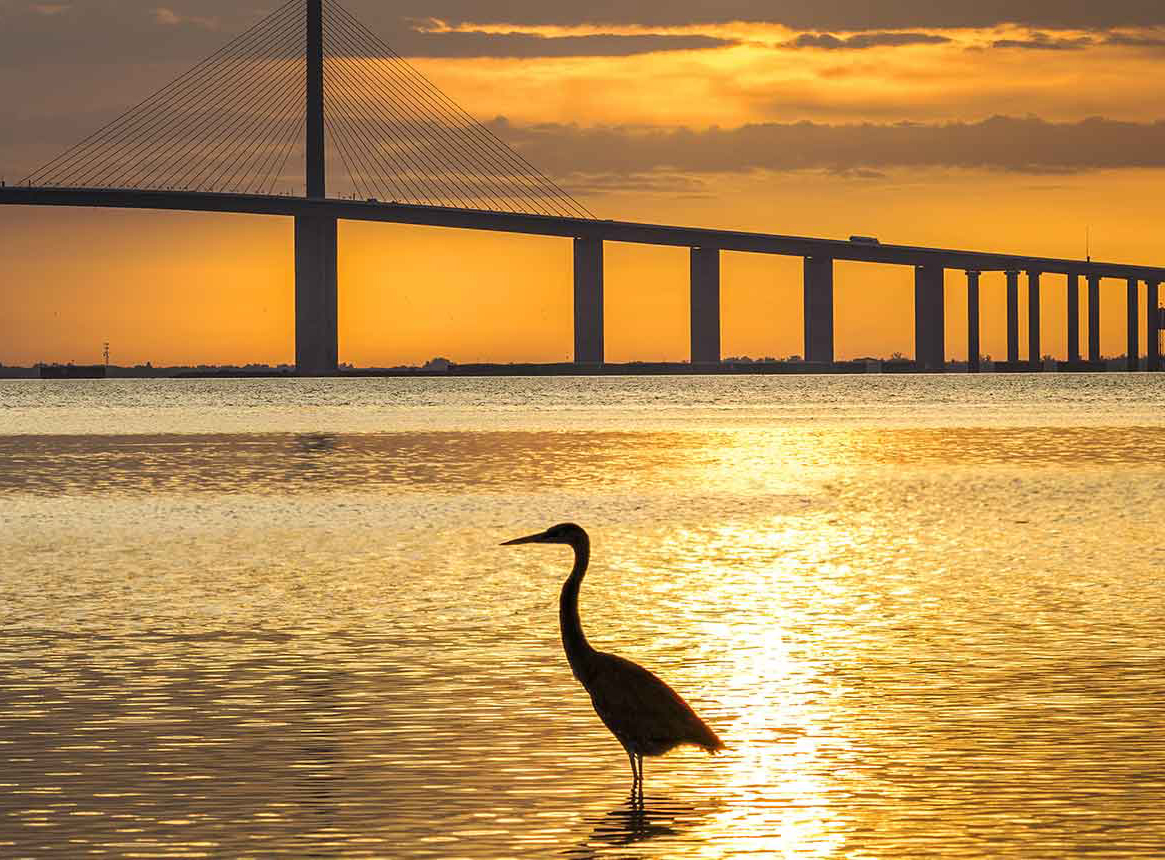 Bird in water in front of bridge