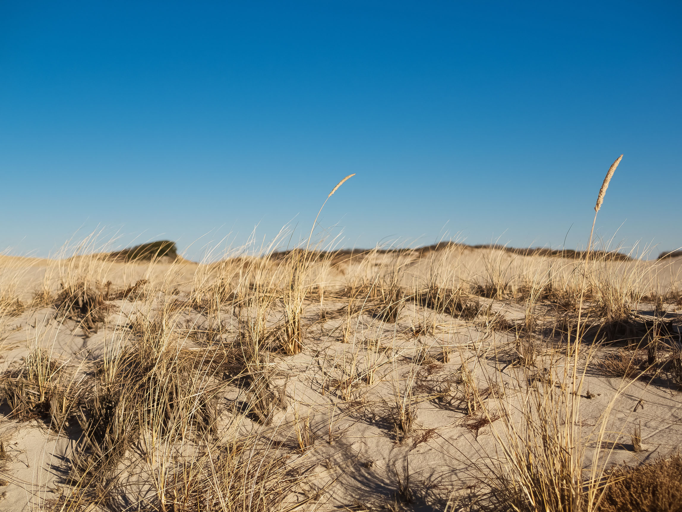 Photo of coastal beach grasses