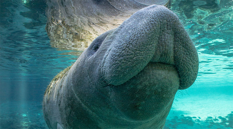 Manatee