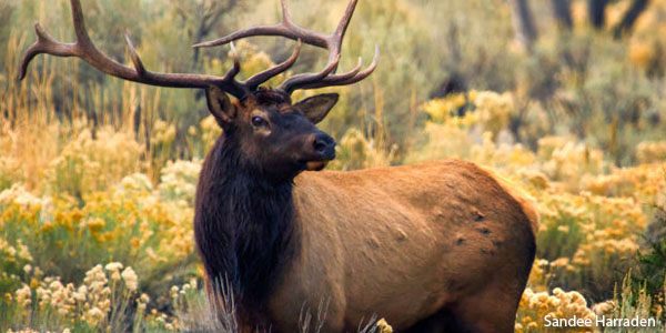 Elk