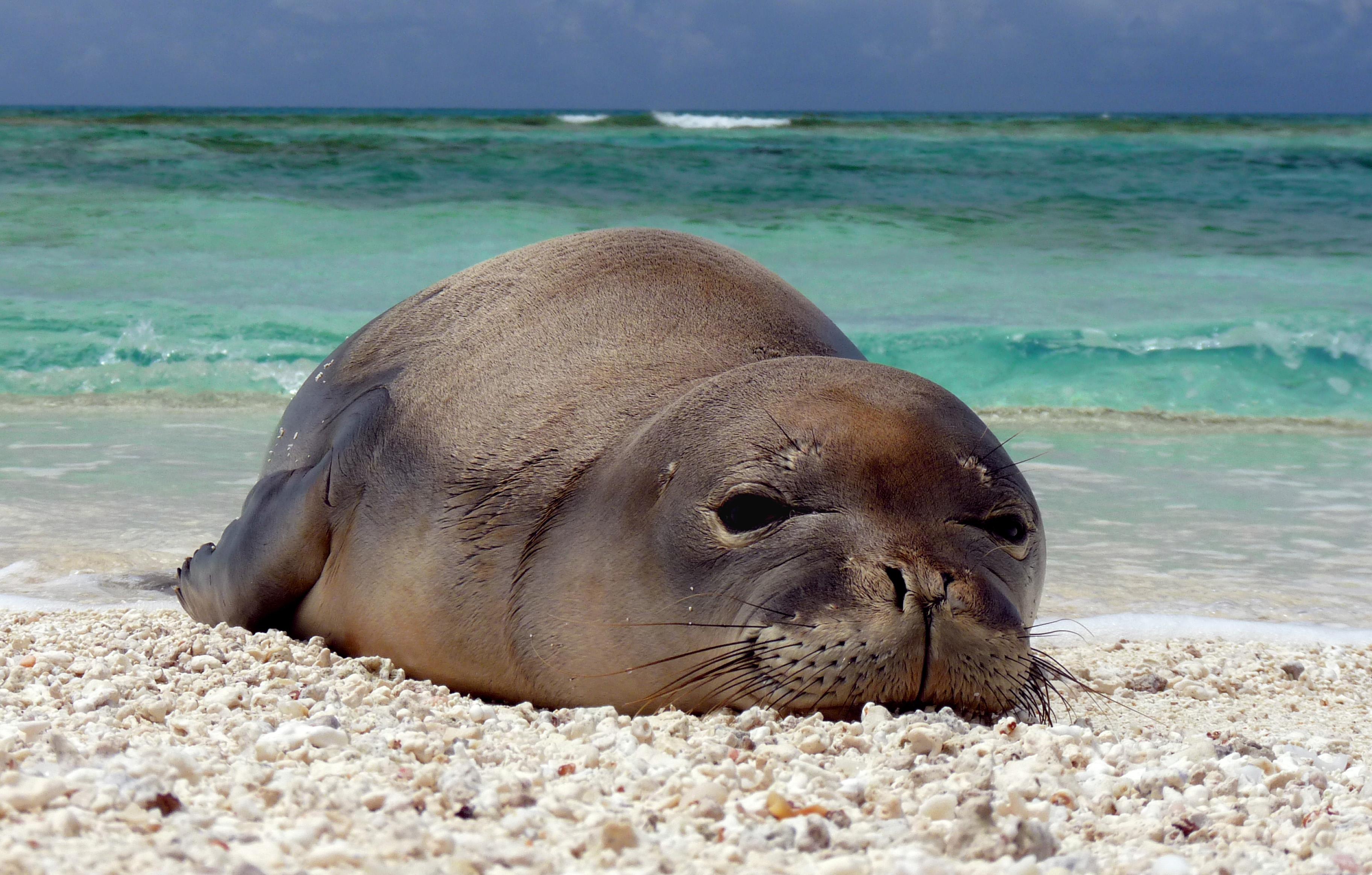 Hawaiian monk seal at French Frigate Shoals