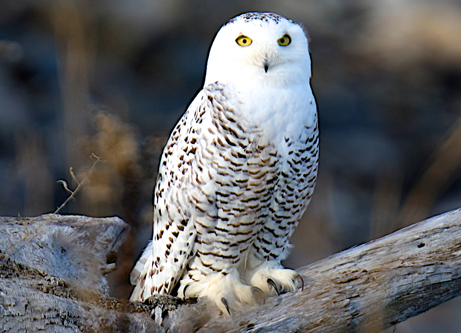 Snowy Owl
