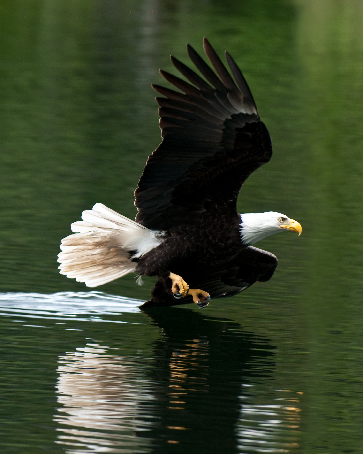 Eagle flying over water.