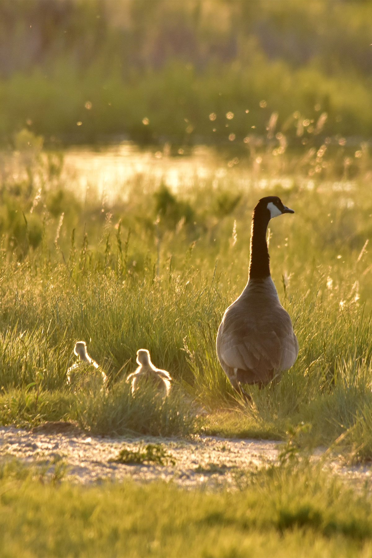 Goose