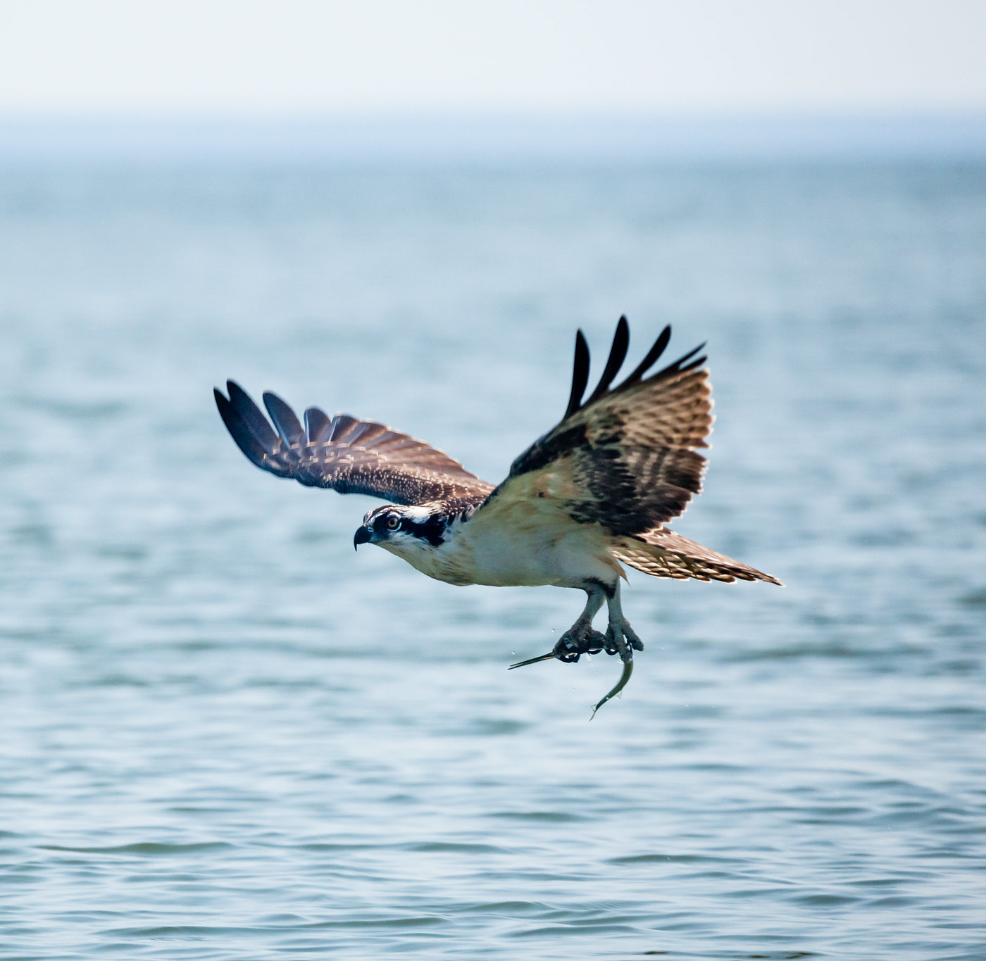 Osprey catching a needlefish