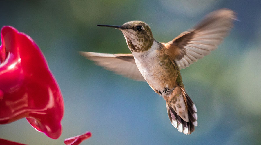 A hummingbird flies close to a bright red flower.