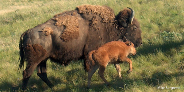 Public Lands Bison