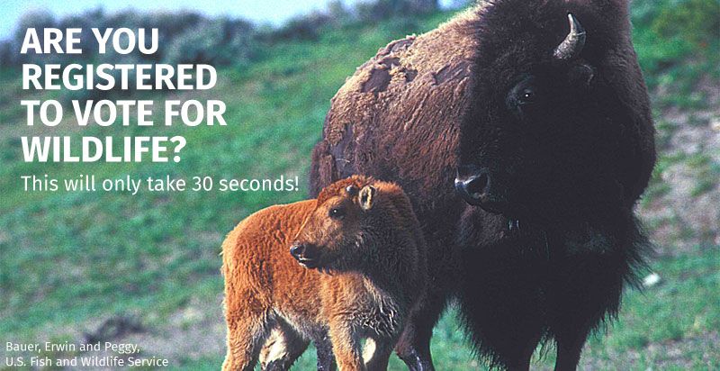 ARE YOU REGISTERED TO VOTE FOR WILDLIFE? - This will only take 30 seconds!