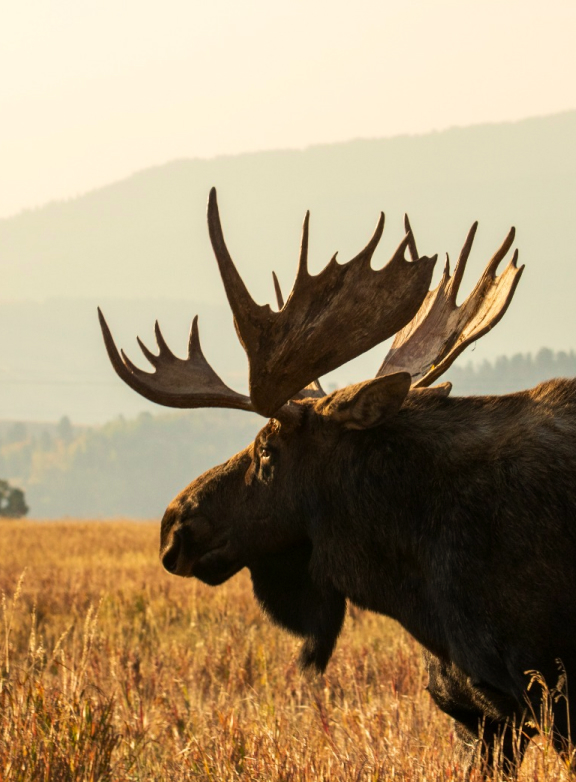 Description of photograph to highlight the work we’re doing at NWF