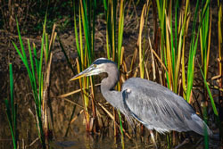 The National Wildlife Federation