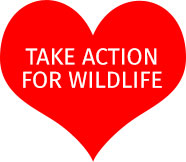 Take Action For Wildlife
