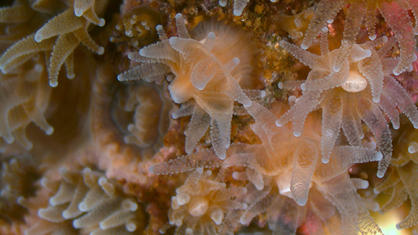 Northern Star Coral Study Could Help Protect Tropical Corals