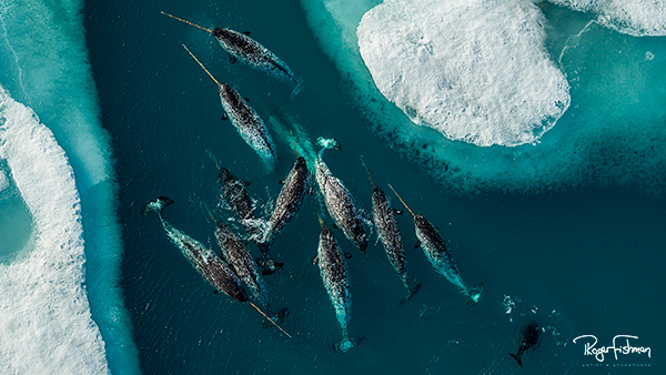 Unicorns of the Arctic face a new potential threat