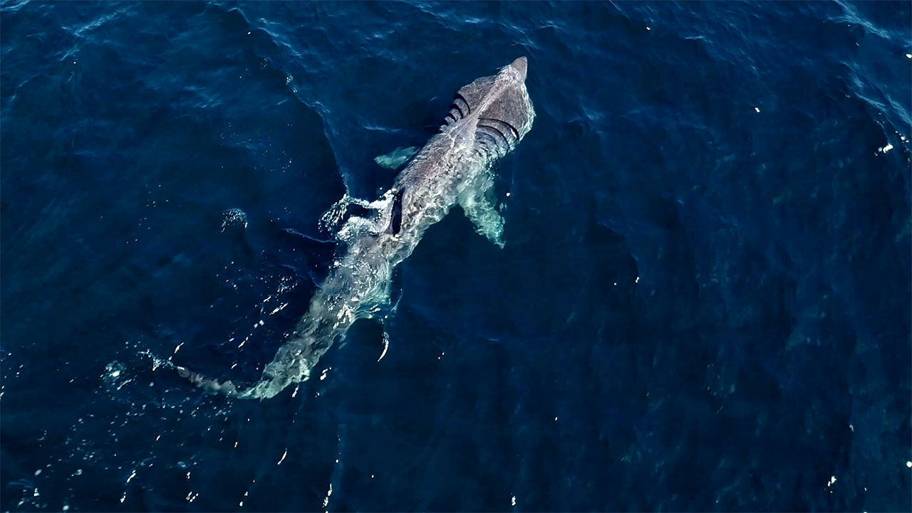 Video of the Week: Basking Shark