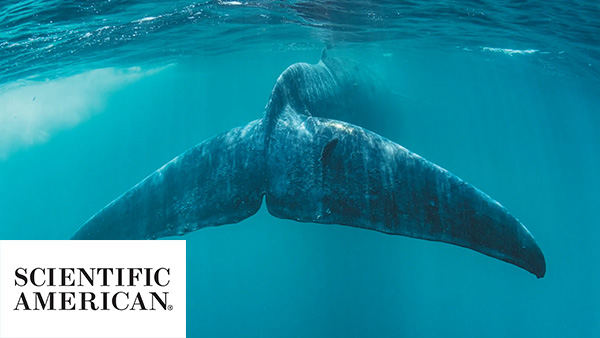 No One Knows How the Biggest Animals on Earth—Baleen Whales—Find Their Food
