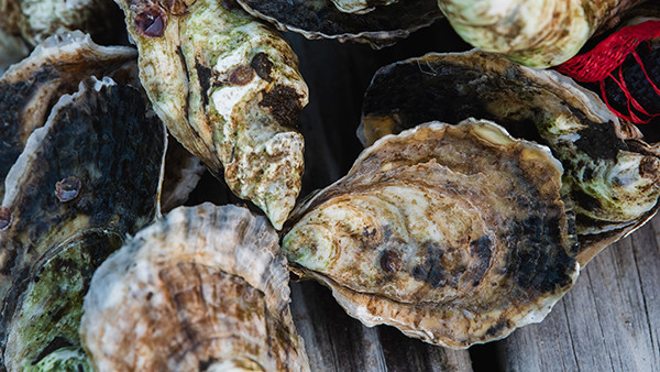 How do shellfish make their shells?