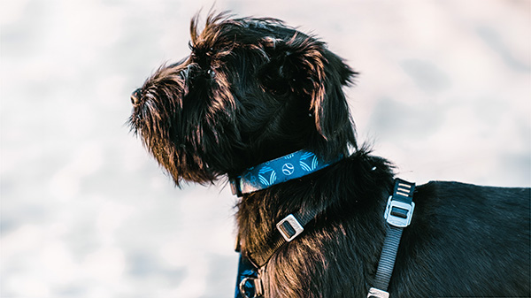 Get your paws on this WHOI dog leash