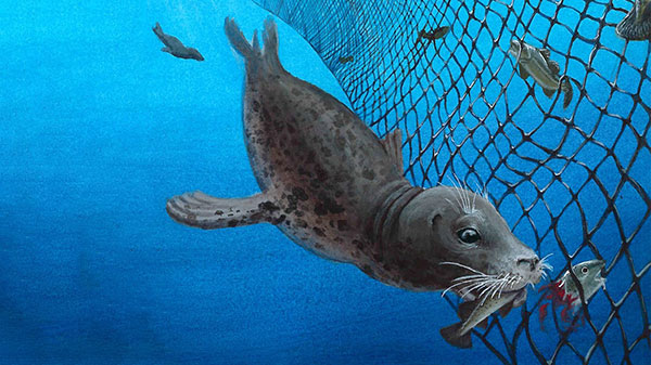 fish in nets