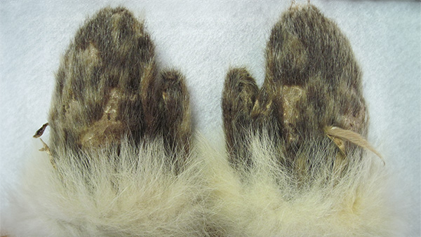 A cozy crusade: Matthew Henson's fabled mittens