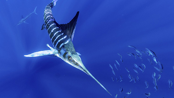 How predators find food hot spots in ocean “deserts”