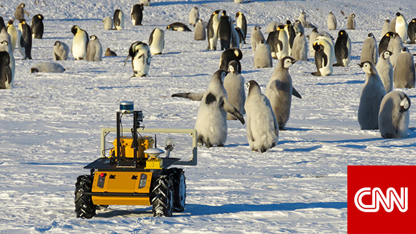 A robot lives in this Antarctic penguin colony. It's trying to save them