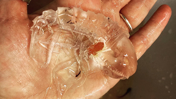 Image of the week: hello giant amphipod