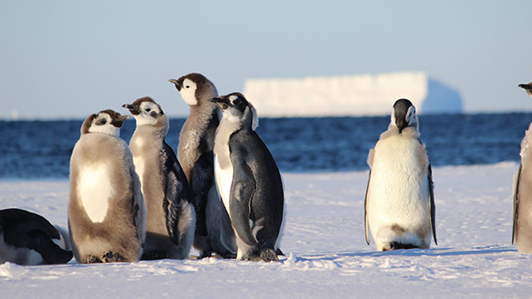 Marine Protected Areas in Antarctica should include young emperor penguins