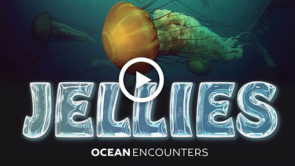 Watch the latest Ocean Encounters episode: Jellies