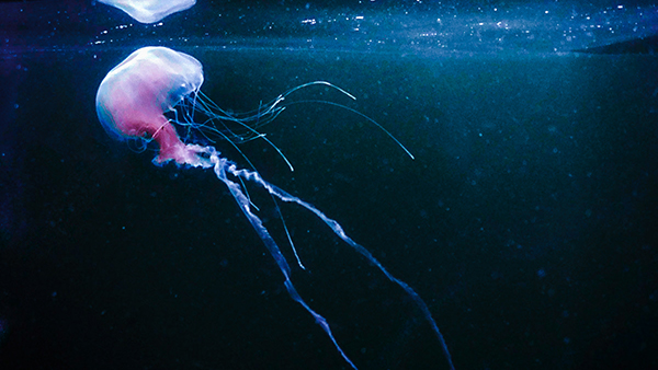 jellyfishr