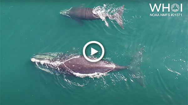 Rare Footage: Swim Alongside a Right Whale and Her Calf