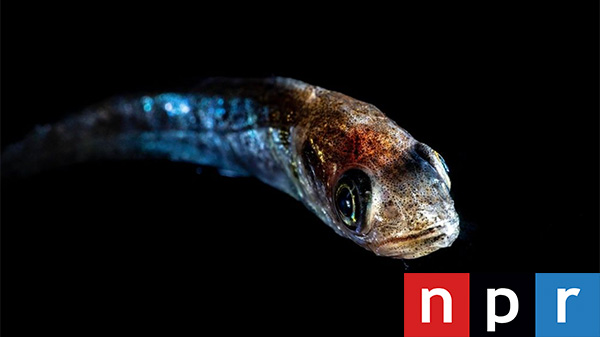 The unsung heroes fighting climate change: Twilight zone fish