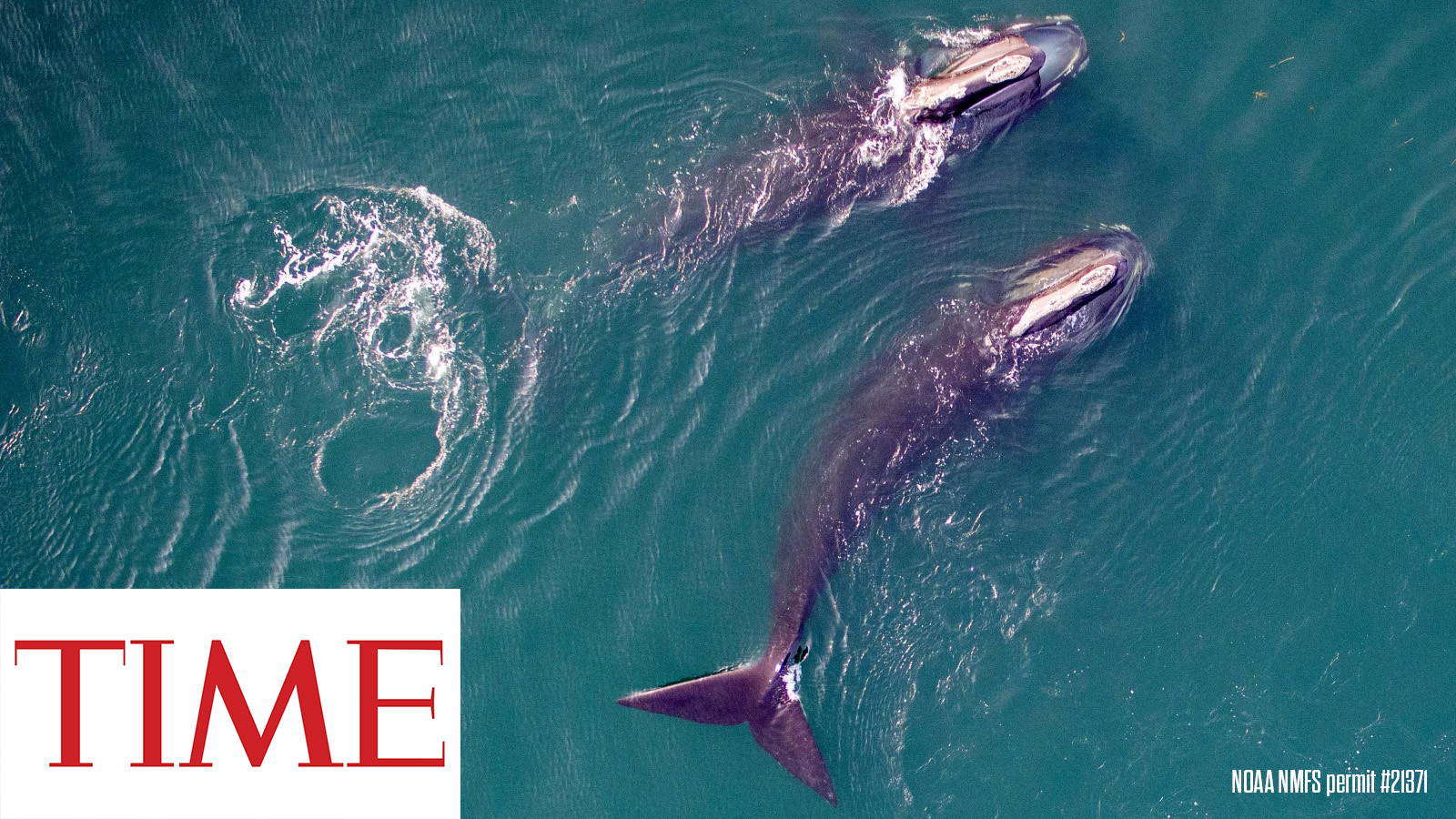 We Must Save the North Atlantic Right Whale to Save Ourselves
