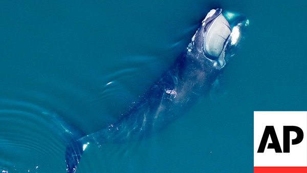 Robotic buoys developed to keep Atlantic right whales safe