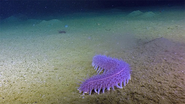 Image of the week: A vibrant sea cucumber