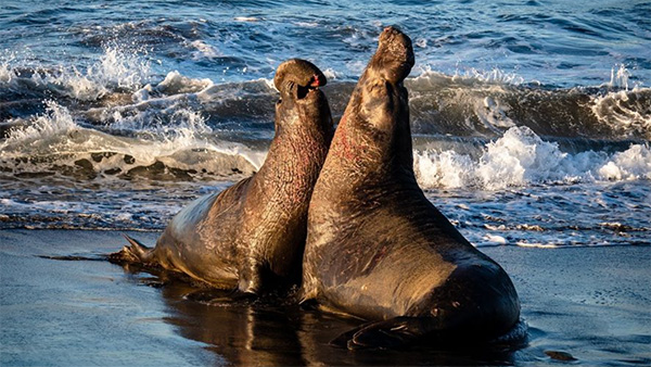 Image of the week: Clashing elephant seals