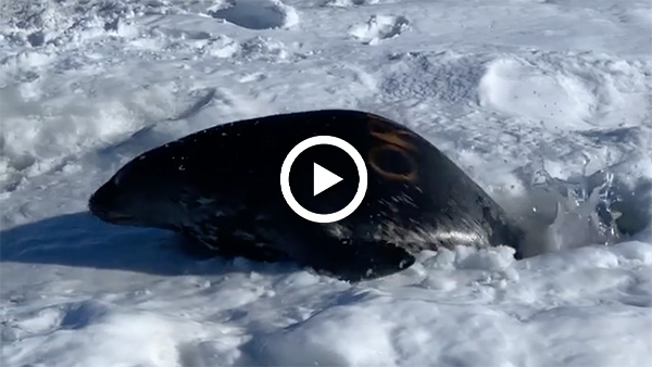 A little inspiration for you from this weddell seal