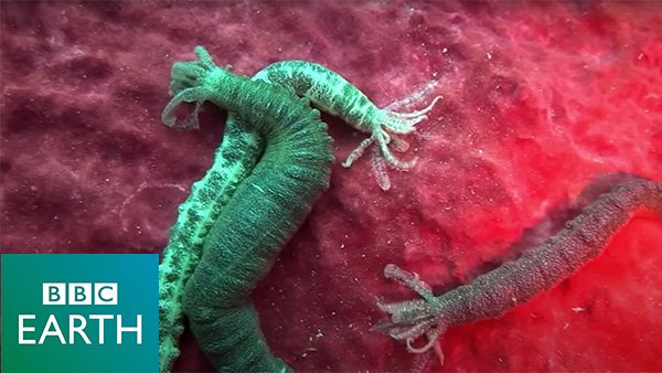 Deep Sea Parasites Flourishing in Marine Ecosystems