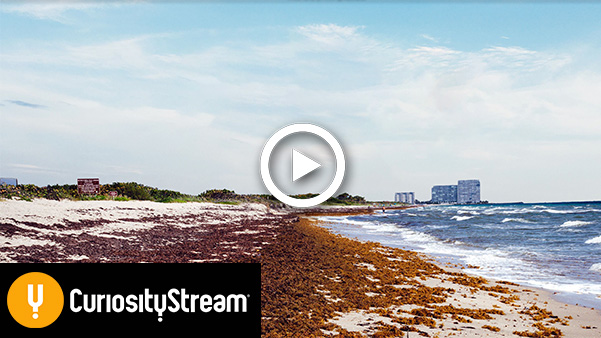 Curiosity stream: The great seaweed invasion