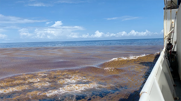 Study Clearly Identifies Nutrients as a Driver of the Great Atlantic Sargassum Belt