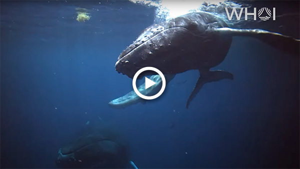 Swim underwater with humpback whales with this slow TV