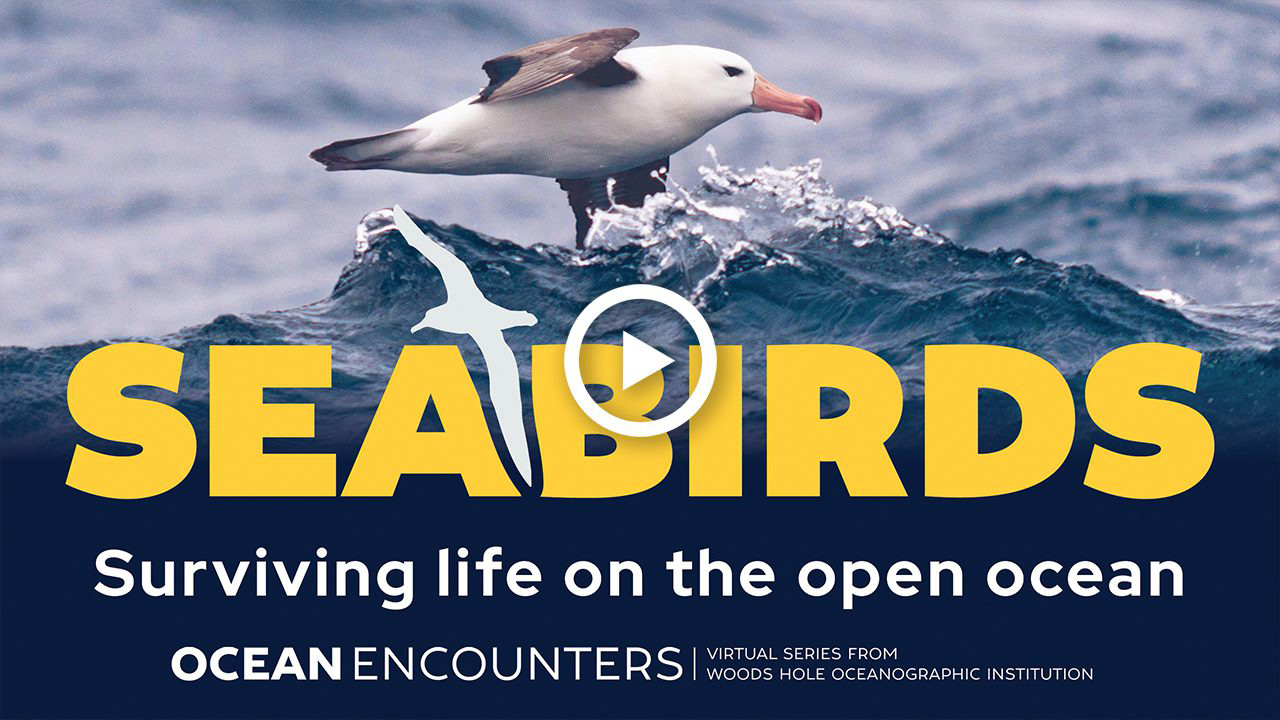 Watch the latest episode encounters: Seabirds