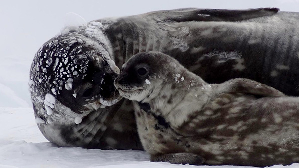Weddell seal moms sacrifice their diving capacity to provide iron to their pups