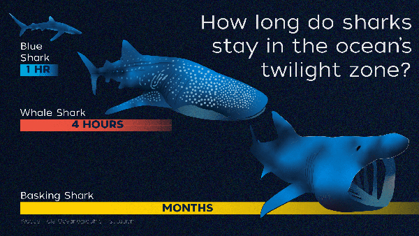 How long do sharks stay in the ocean's twilight zone?