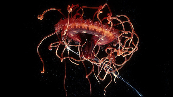 Image of the week: The atolla jelly's super power