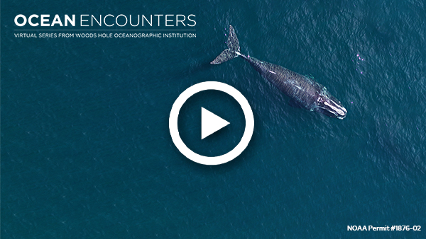 Watch Ocean Encounters: Saving the North Atlantic Right Whale