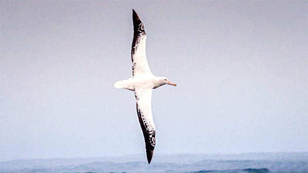 New research unlocks clues about the flight of wandering albatross