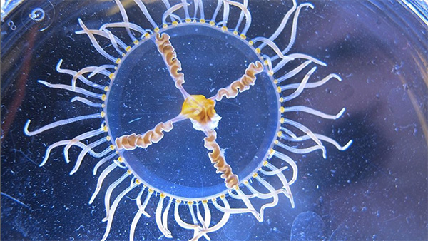 Image of the week: Watch out for clinging jellies